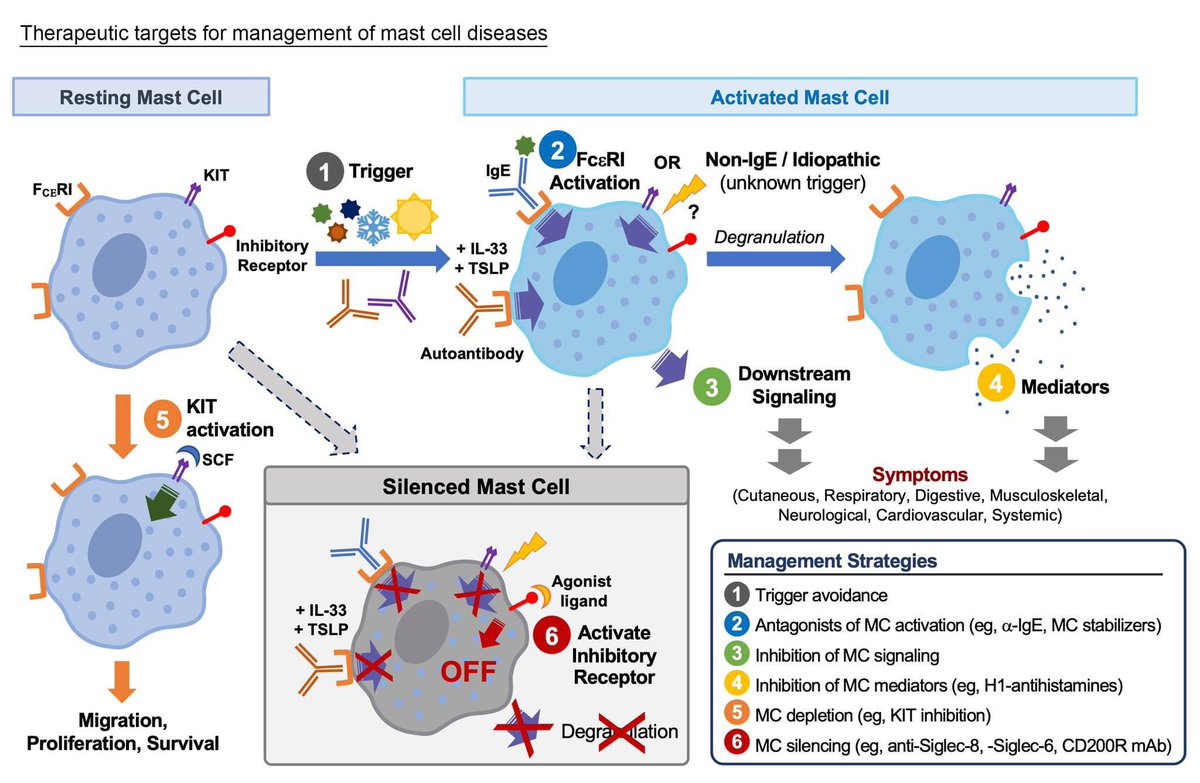 Open Access: Mast cell silencing: A novel therapeutic approach for urticaria and other mast cell-mediated diseases
First author: Martin Metz; corresponding author: Marcus Maurer

doi.org/10.1111/all.15…

This is a review article with 145 references and 4 figures on chronic