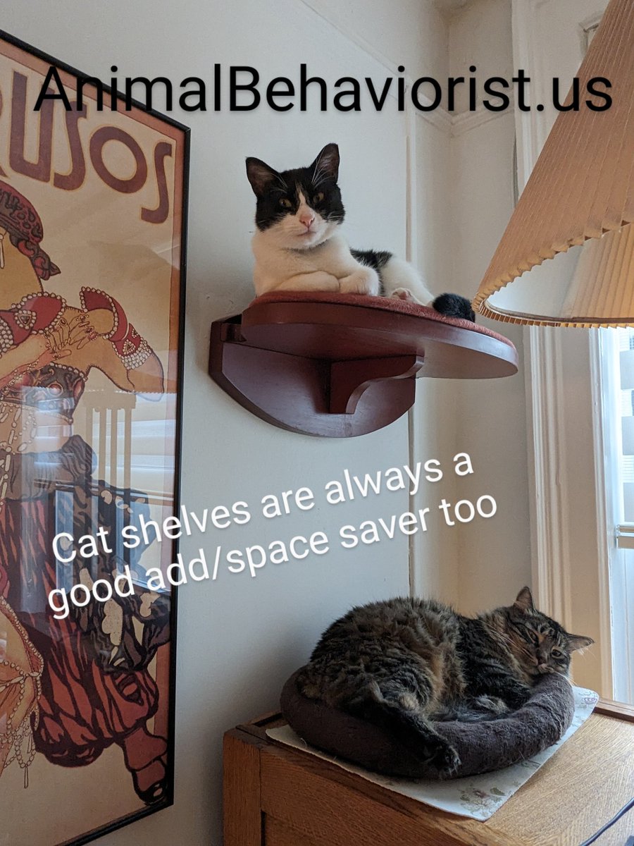 #cats #enrichment #optimisedenvironment #insidecats #animalbehaviorist #animalwelfare #raisedrestingspaces #verticalspace #urbandesign  #felinefriendly #animalwelfare #pets #companionanimals #catfurniture