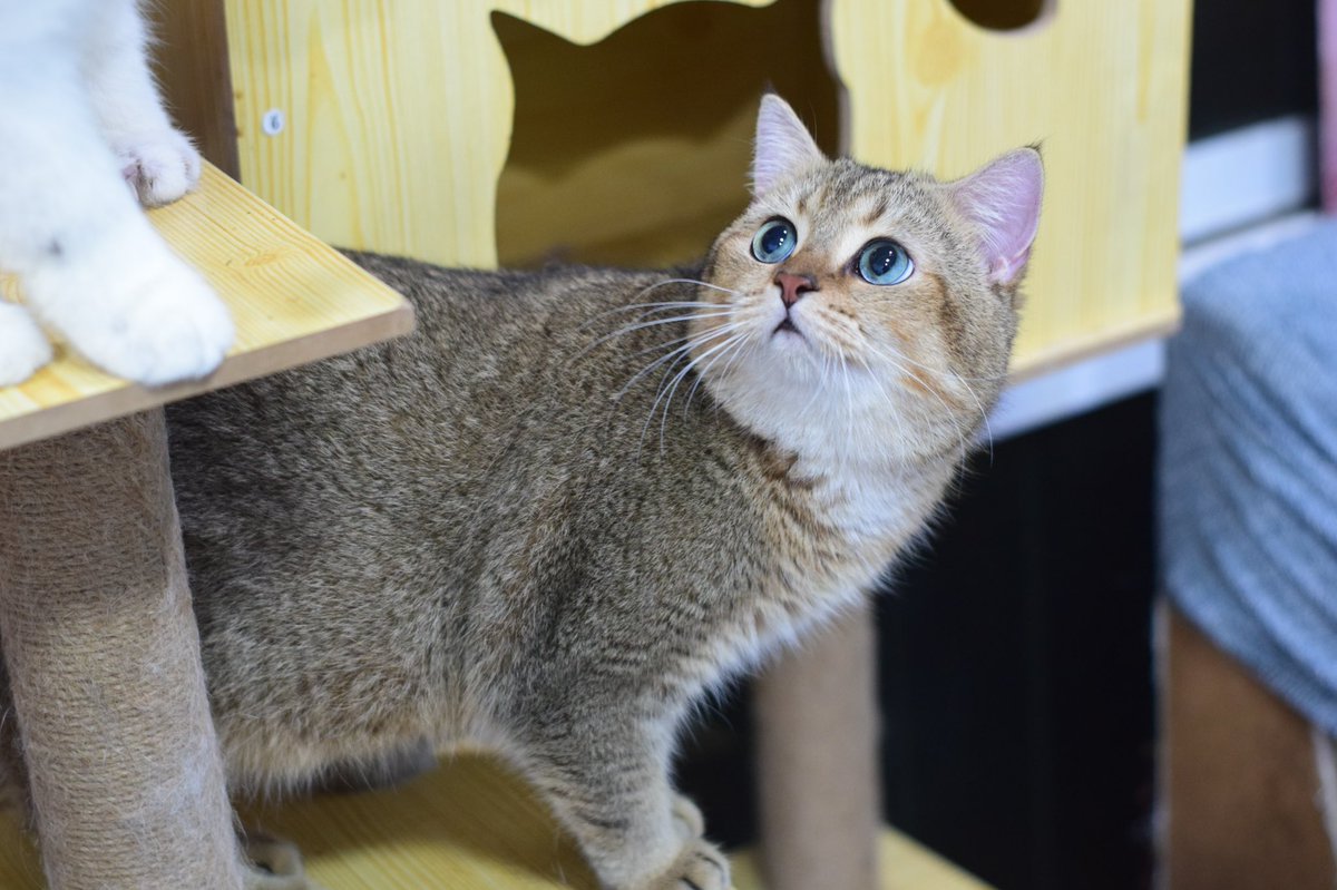 📍Inner Family’s Cattery tweet media