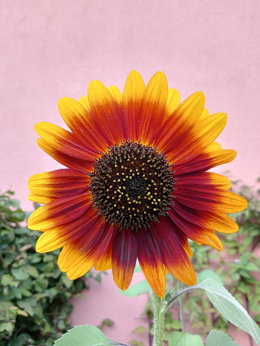 Die "Rote Sonnenblume" - eine Kombination aus Spendenaktion und Fotowettbewerb der SPD Oberneuland.
#oberneuland #spende #fotowettbewerb #rotesonnenblume #derikeicke