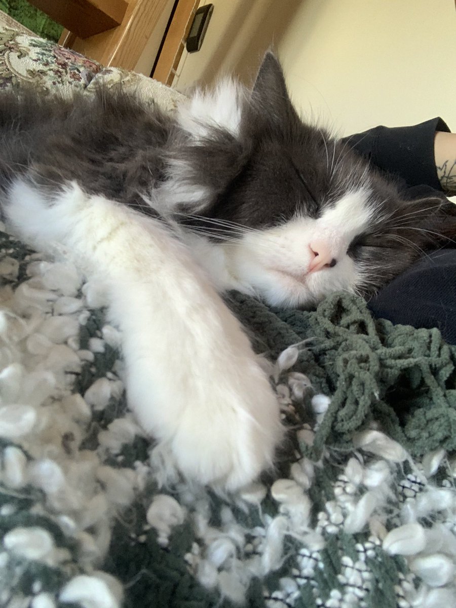 carsonojennics's tweet photo. The only good part about being ill is having kitty cuddles https://t.co/sSwPeEaCTU