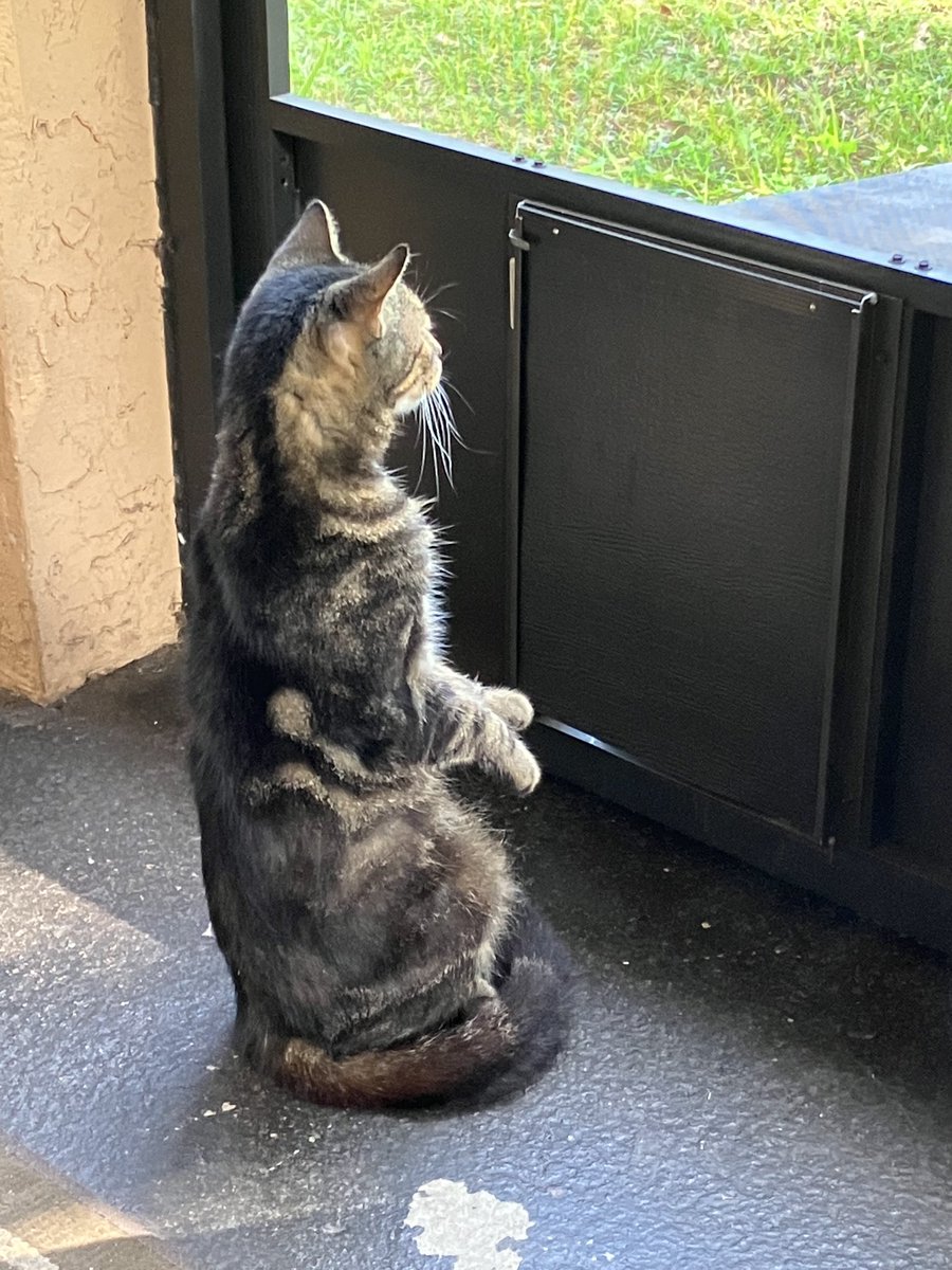 ferndalebridges's tweet photo. 😄 happy #caturday https://t.co/8njAm1ZUPe