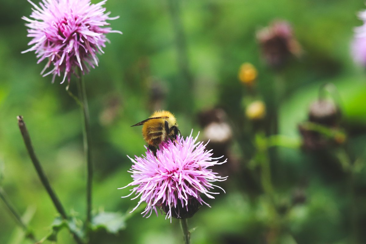 Working on Aperture today and this little fella flew straight onto the flower I was photographing 😍🐝