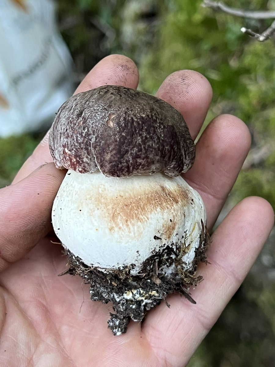 Hubert_Colpin's tweet photo. Pousse de champignons toujours en cours dans le 66 #PyrénéesOrientales au dessus de 1400m mais principalement sur les versants Nord et Nord-est qui restent au frais et à l’humidité. @Meteo_Pyrenees https://t.co/TU8jqnVHsm