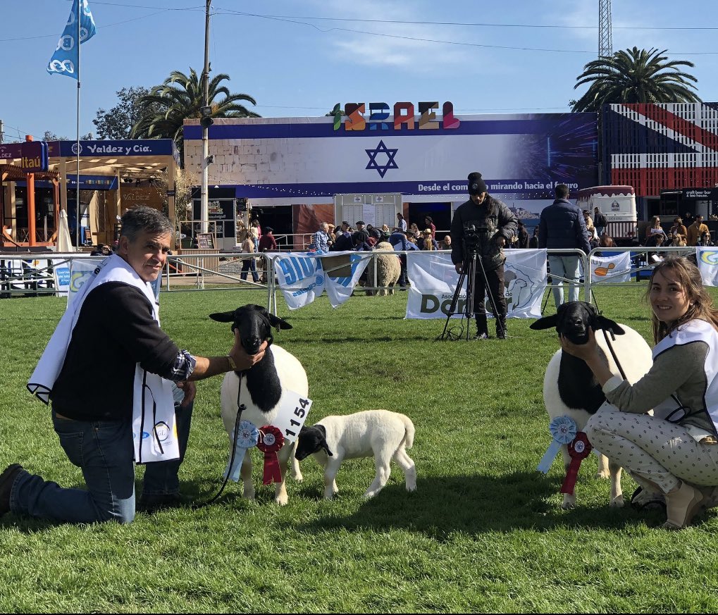 Este año apostamos al Dorper. El dorper es una raza carnicera de origen Sudafricano, que tiene como principal característica su carne. 
La Dorper tiene una piel gruesa, que es muy apreciada y protege a las ovejas bajo duras condiciones climáticas. No necesita esquila.