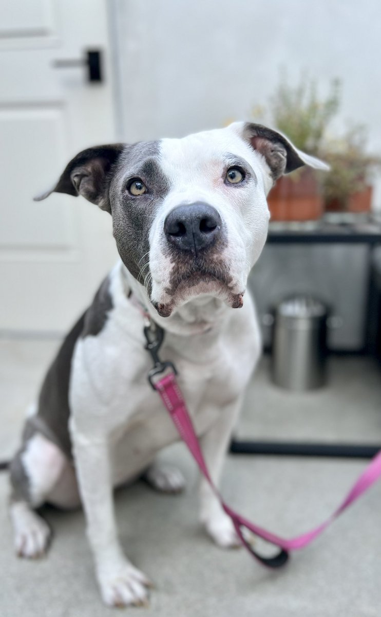 ElenaLearns's tweet photo. @SeniorStaffy Rubi sends love to all the staffy and bully loving humans who deserve the LOVE these dogs bring to our lives❤️
#EndBSL #AdoptDontShop #BanBadHumans https://t.co/kPqqY8hzPy