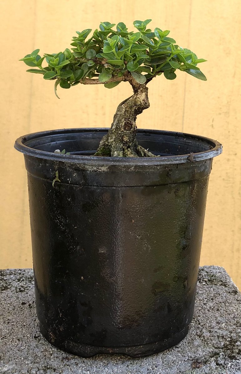 ChangeOrFail's tweet photo. A tiny Premna that can easily fit in the palm of your hand. Before and after a repot from nursery pot to bonsai pot. #StayDrivenByWhatYouLove #EmblemBonsai #tropical #bonsai #Premna #art #gardening #BonsaiGetsMeWired https://t.co/W2cJ7Co3vH