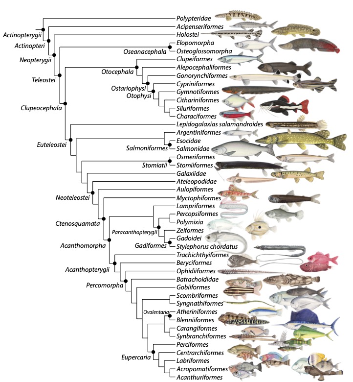 1/4 A preprint of Near, T. J. and C. E. Thacker. in press. Phylogenetic classification of living and fossil ray-finned fishes (Actinopterygii). Bulletin of the Peabody Museum of Natural History 65 is available here zenodo.org/record/8352027 @thackfish