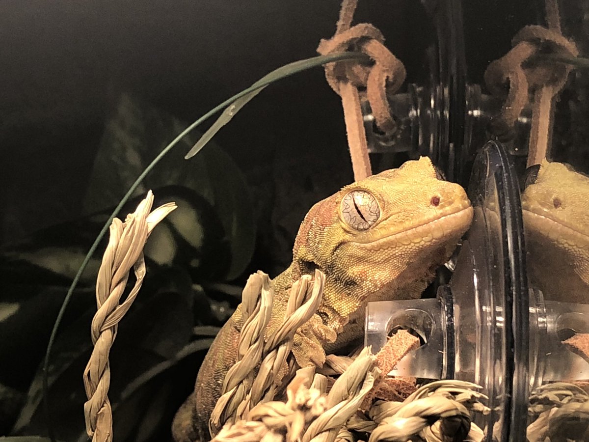 TheRpgMonger's tweet photo. Would you bask with him https://t.co/Q7K2yLed0q