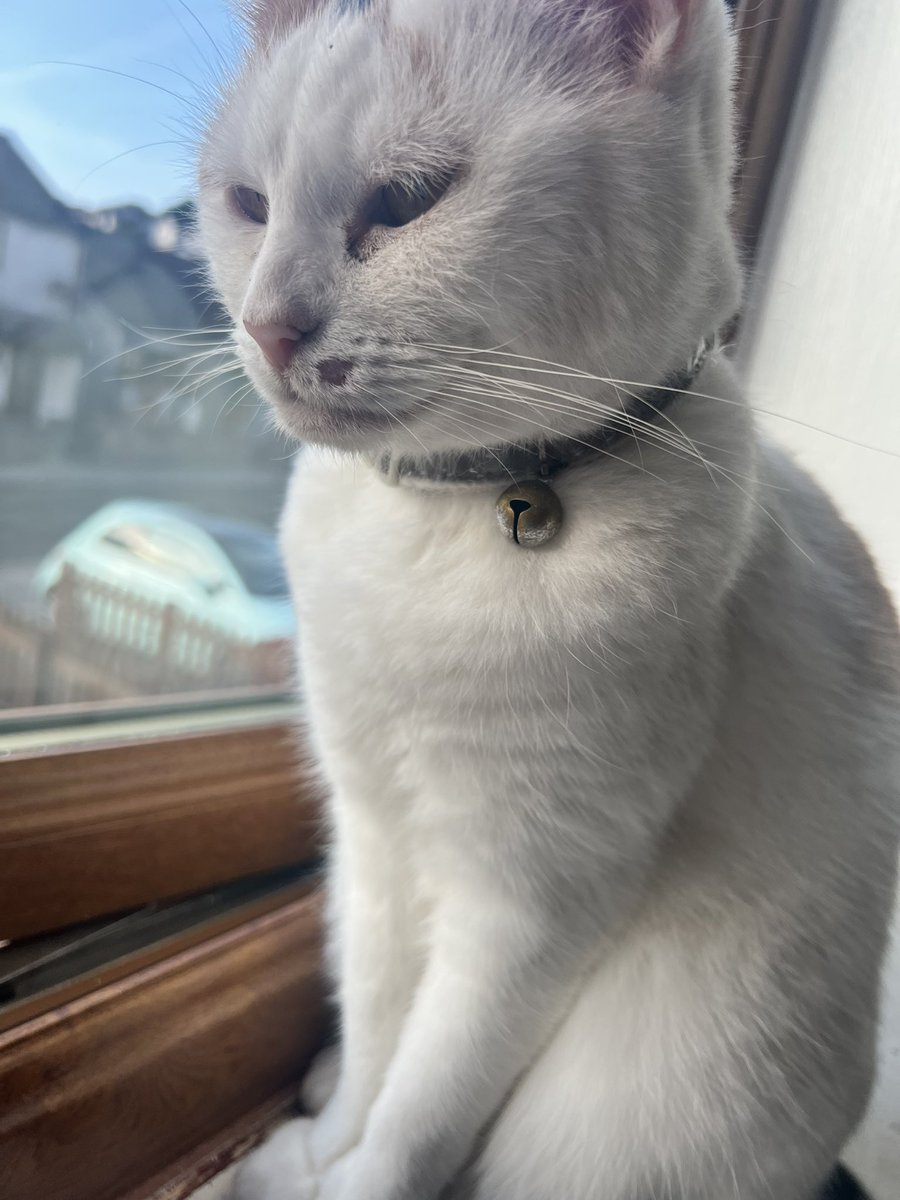 Aww my poor little kitty has had a chunk out of her chops 🥲