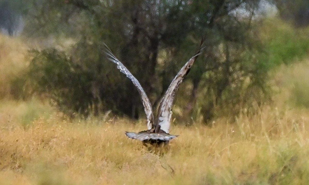 Was lucky to spot Great Indian Bustard in the Desert National Park, Jaisalmer today. 
#UPSC #naturelover #indianforestservice #ifs #beingifs