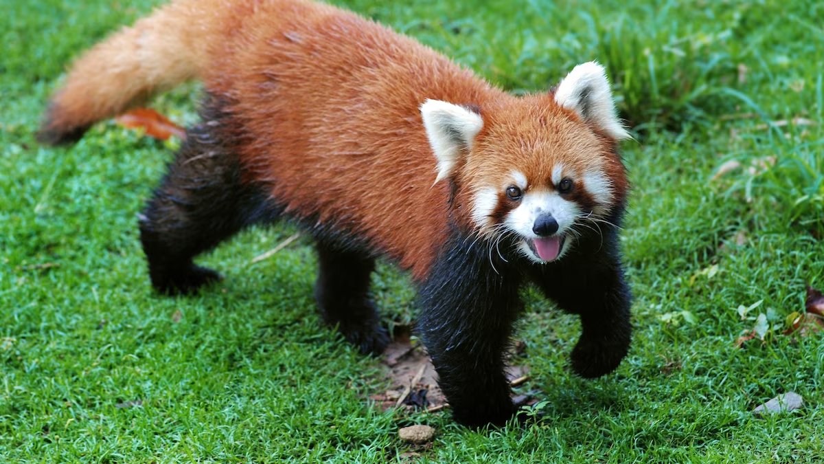 Happy International Red Panda Day #RedPandaDay