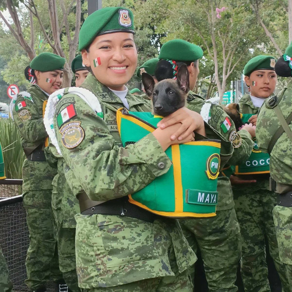 Yo sólo vengo por los lomitos del Desfile Cívico Militar 🥰🤩 
#FiestasPatrias #diadelaindependencia #16DeSeptiembre #FelizSabado #Perritos #DogLover
