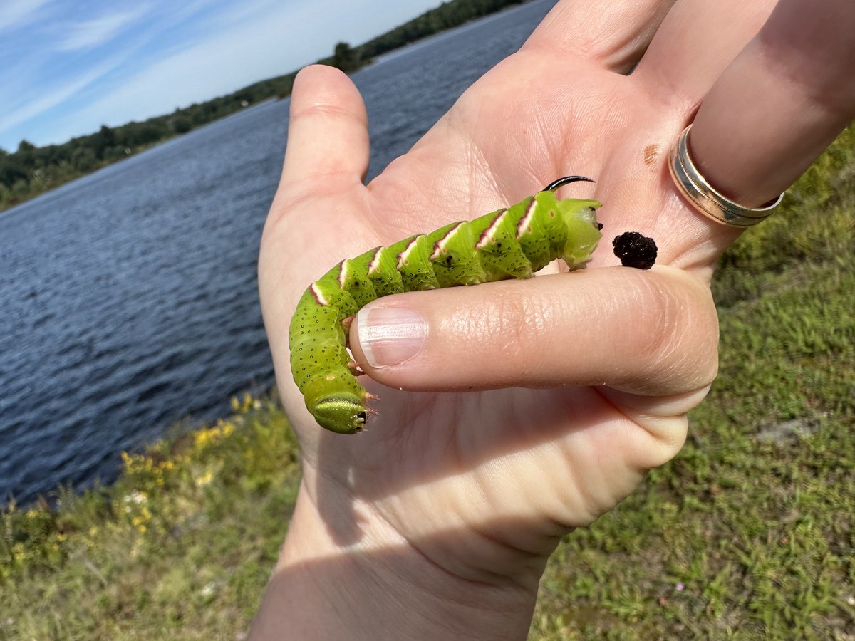 Trying to snap a photo w/ this gorgeous hornworm 🐛 against the scenic lake backdrop, &amp; it decided to surprise me with a 'nature moment' 💩📸 #poop #UnexpectedEncounters #NaturePhotography