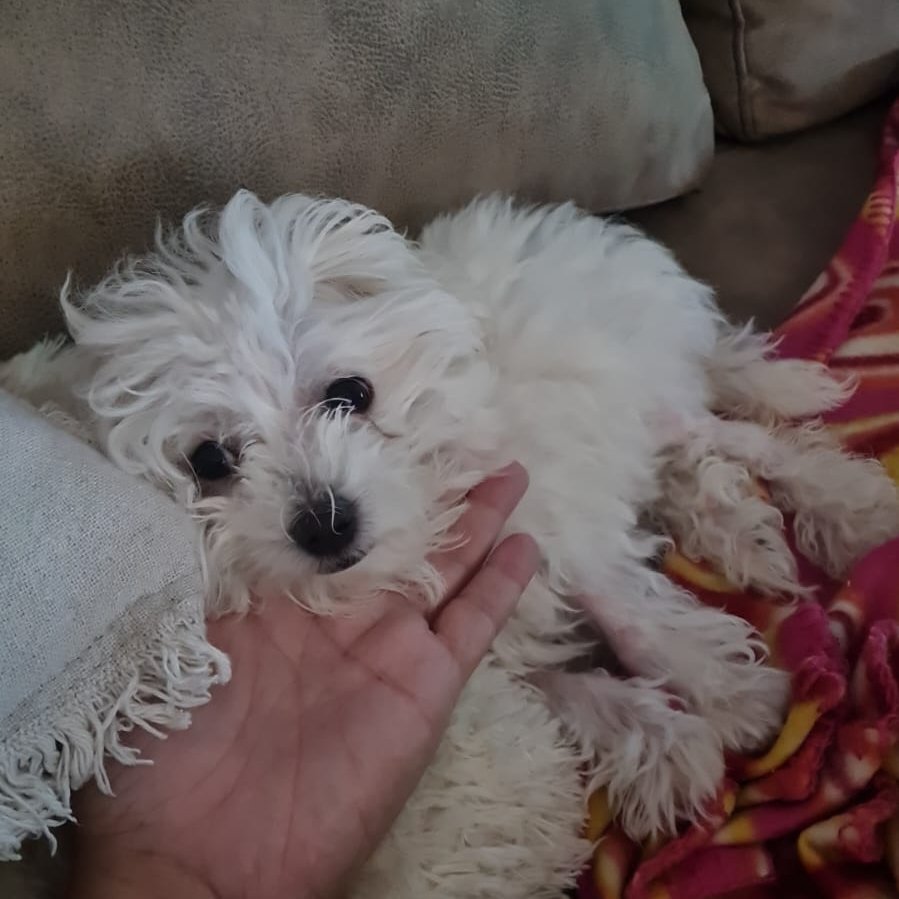 ❤️FINALES FELICES
PIRULIN,ahora llamado Pompón,felizmente adoptado desde hace apenas dos dias
De los 4 cachorros ingresados en el Hospital por parvovirosis es el que estaba más afectado y el que estuvo mas tiempo hospitalizado
GRACIAS familia,que seais MUY FELICES junto al peque!