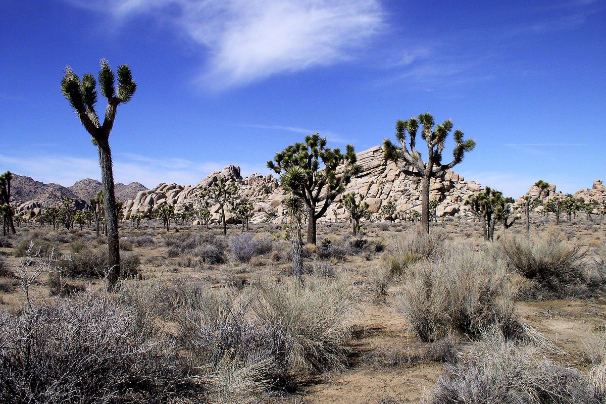 Just beyond the motel. #desert #joshuatrees #sand #rocks