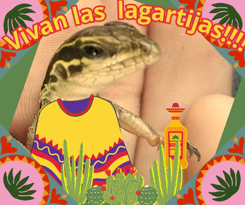 Biodoingthings's tweet photo. ¡¡Vivan las lagartijas y las salidas a campo!! 

¿Sabías qué?... 😱
La sauriofauna de Morelos está formada por 29 especies, incluidas en 9 familias y 15 géneros.

~Coquiz🦎 https://t.co/iWFMp3yCsh