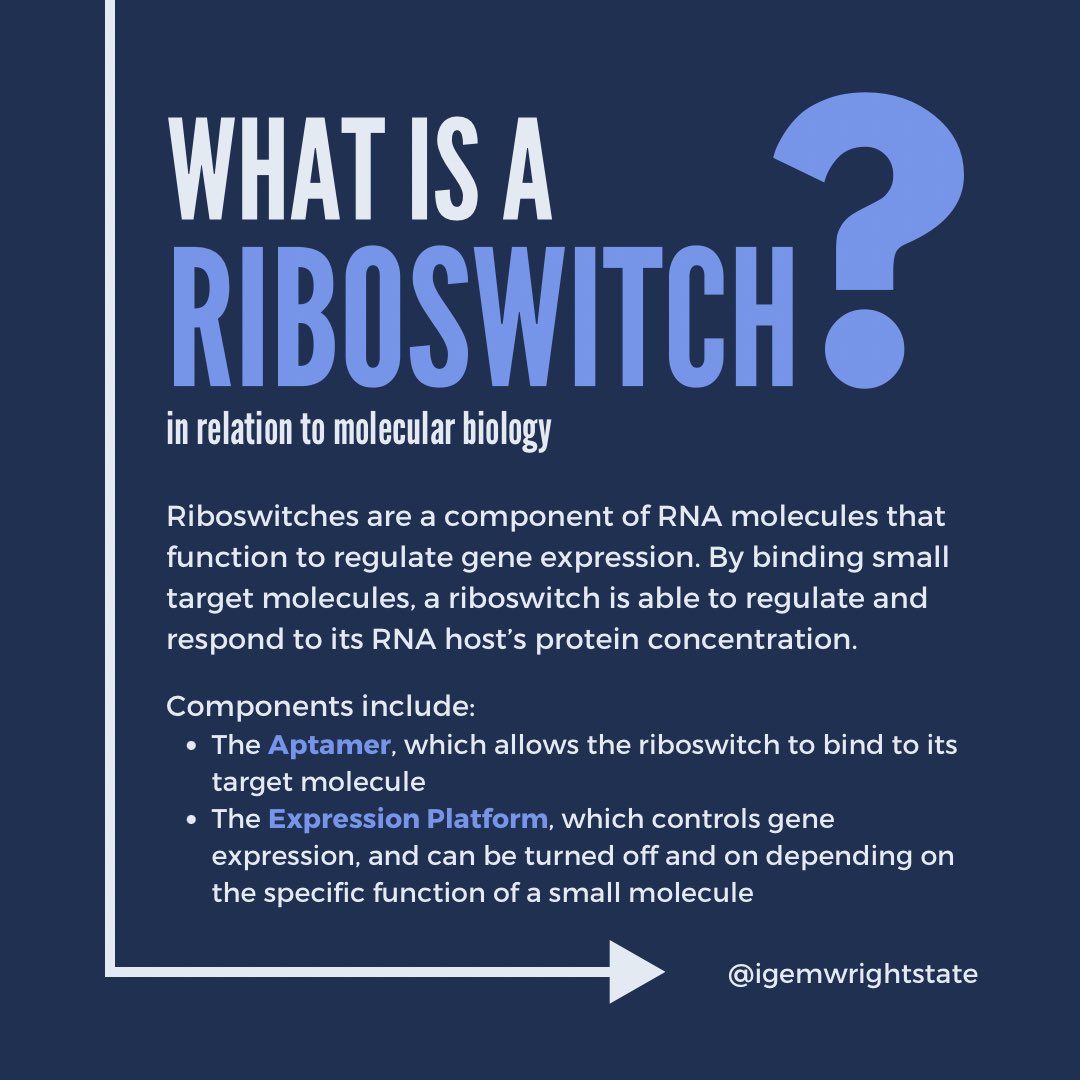 WrightStateiGEM tweet media