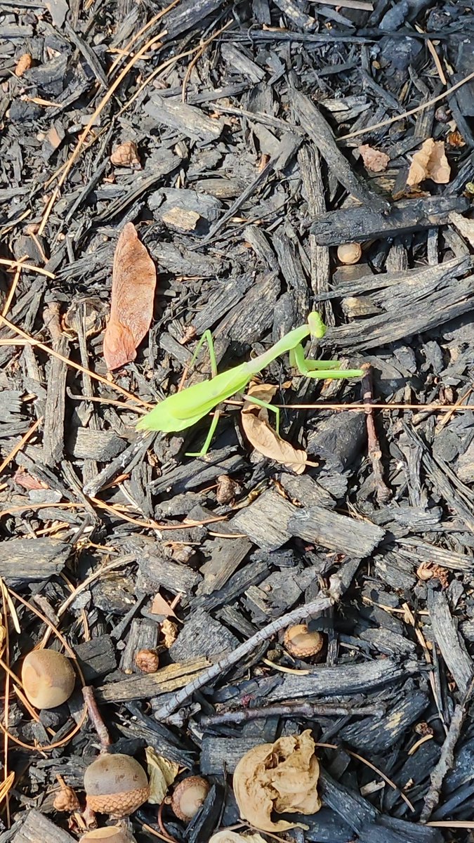 Praying Mantis