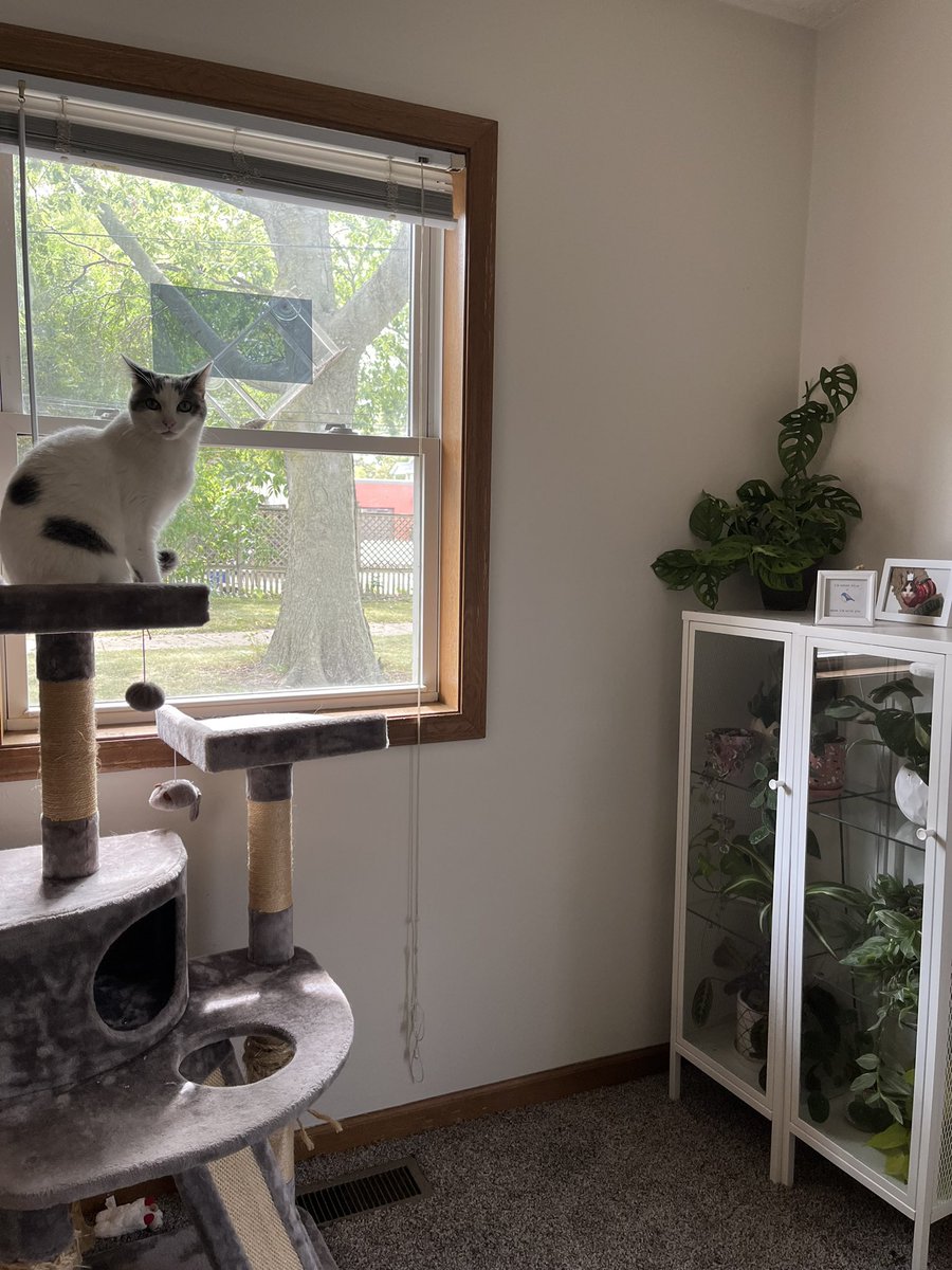 MMijjum's tweet photo. bringing the plants indoors for the season is always a game of “there’s no way she can get to it, right?” https://t.co/dDb8ws5W4N