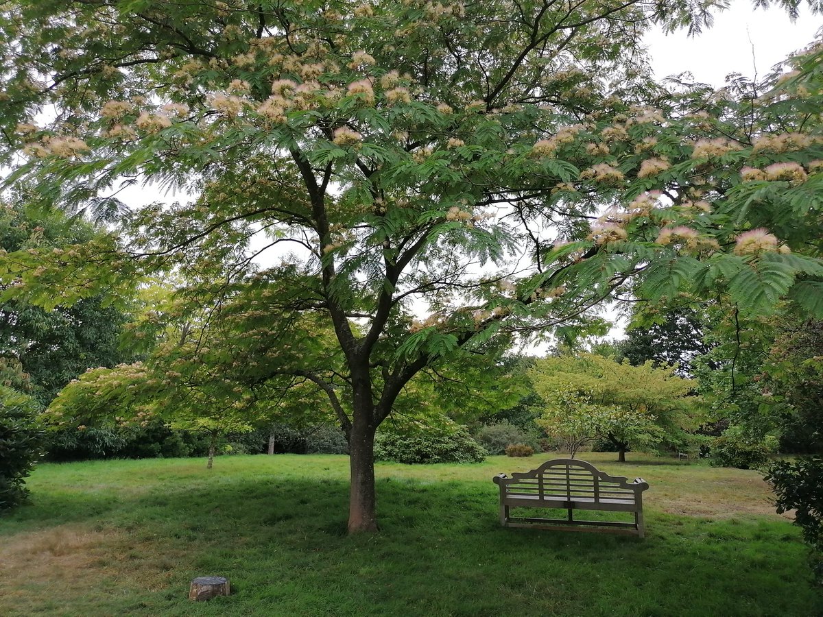 ReziaWahidWeave's tweet photo. #persiansilktree #emmettsgarden just like silk 💚 https://t.co/7HioowV1Ww