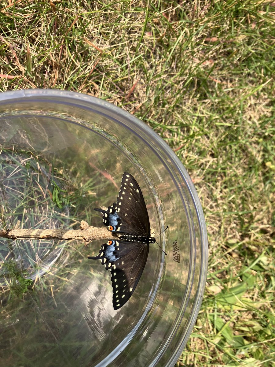 unspar's tweet photo. Our swallowtail cocoon just hatched! https://t.co/qZwUOoxANx