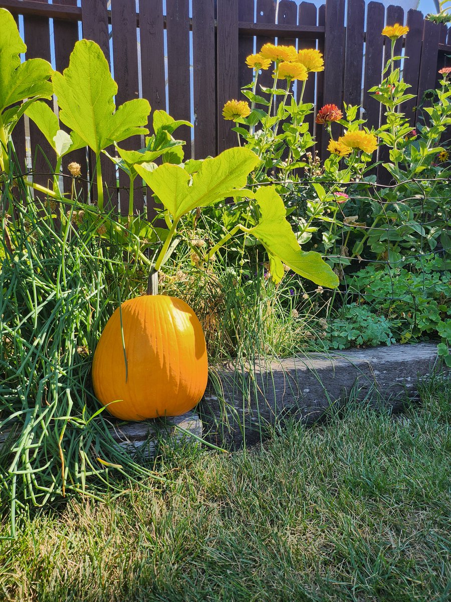 DoornekKelly's tweet photo. @edoornek My neighbor's vine climbed through the fence &amp; plopped in my garden.   Do I need to return it? https://t.co/tpHoDZKnkE