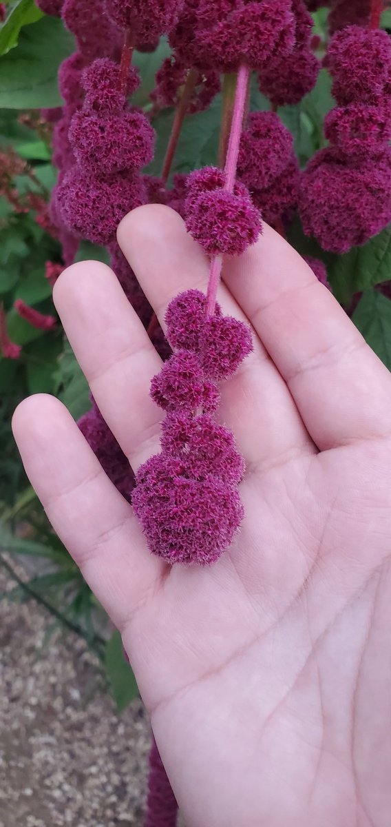 Sebastian S. Cocioba🪄🌷 tweet media