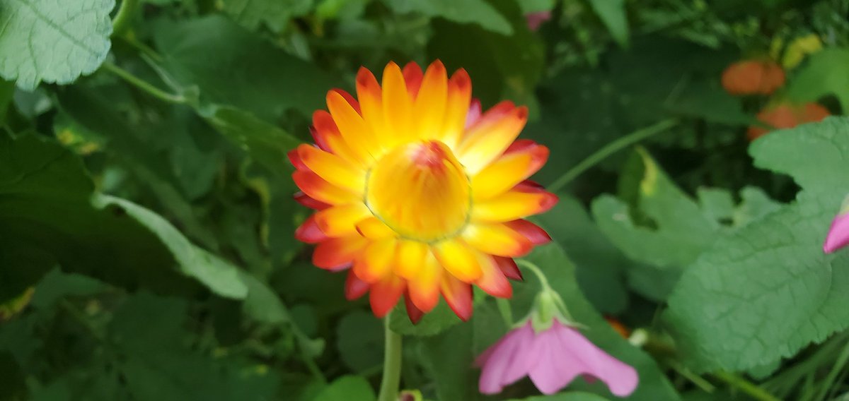 Sebastian S. Cocioba🪄🌷 tweet media