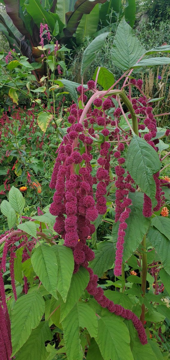 Sebastian S. Cocioba🪄🌷 tweet media