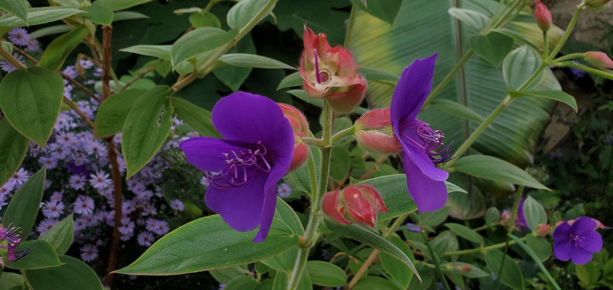 Sebastian S. Cocioba🪄🌷 tweet media