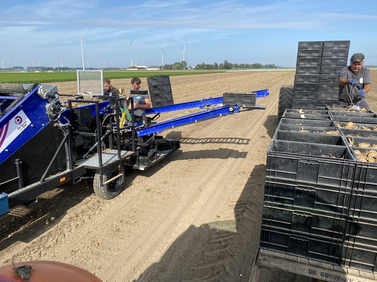 Oogst van de #uien kraamkamer, op naar #uienzaad kwaliteitsrassen #hyrassen <a href="/DeGrootenSlot/">De Groot en Slot</a> <a href="/SUTechniek/">SU-Tech</a>