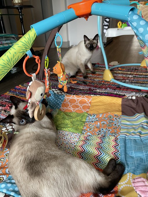 When we get new baby toys, the cats assume we&rsquo;ve thrown them a surprise party. https://t.co/TewxHkIL