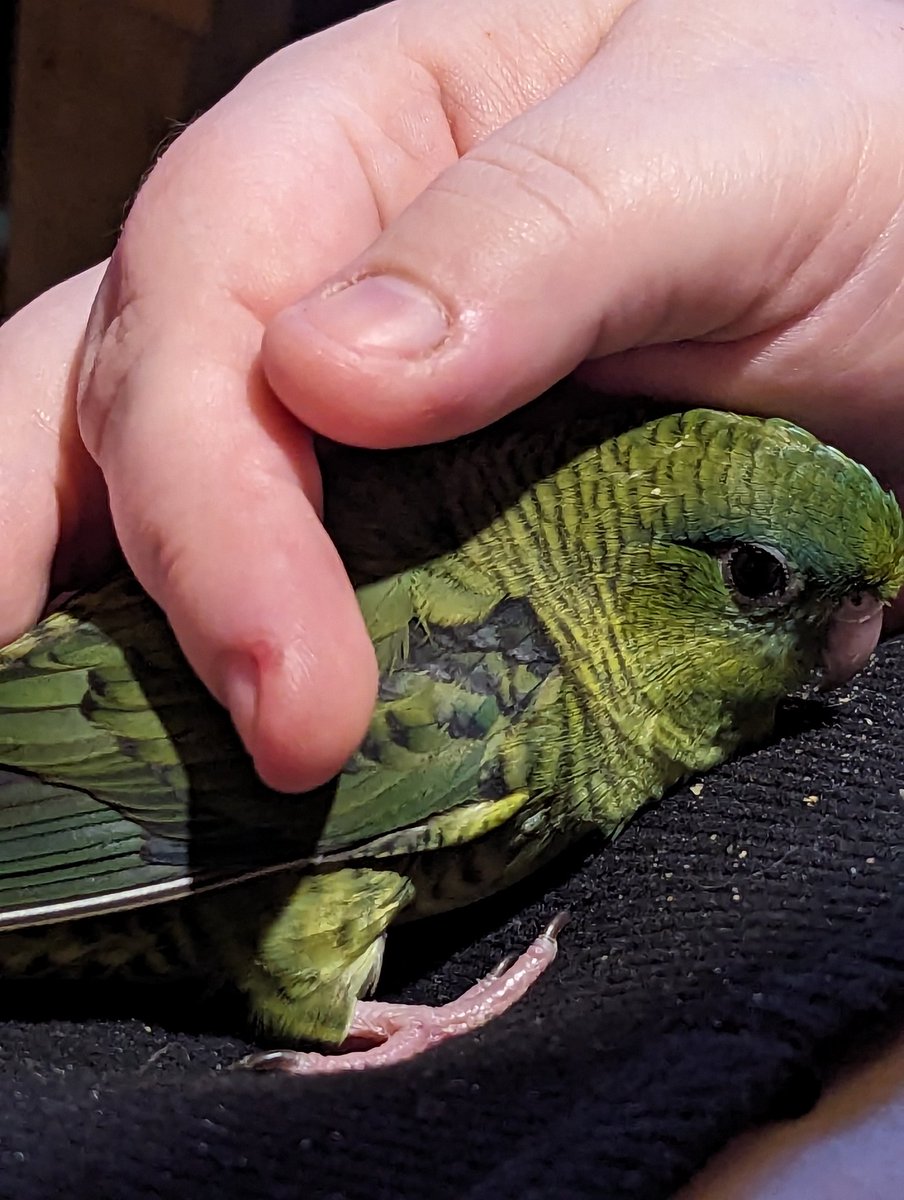 NovA1990's tweet photo. Having a cuddle with my sentient pickle Pixel ๐ฅฐ
#LineolatedParakeet #BarredParakeet #CatherineParakeet #Linnie https://t.co/lcsEomEe4R