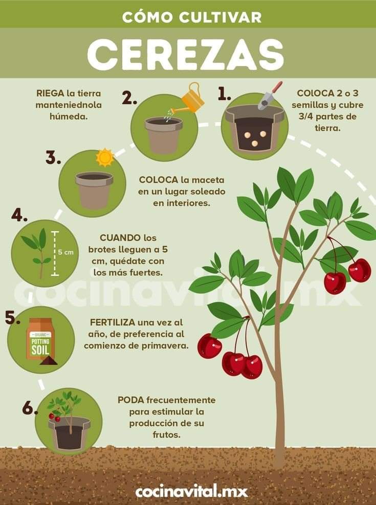 Soy_AleMorales's tweet photo. Cultivar nuestros propios alimentos en casa trae muchos beneficios, principalmente ayuda a disminuir el dióxido de carbono, de esta manera ayudas a desarrollar conciencia por el respeto a la naturaleza y medio ambiente

Aquí te dejo una guía sobre como cultivar algunas especies👇🏻 https://t.co/SCDFB5IwA9