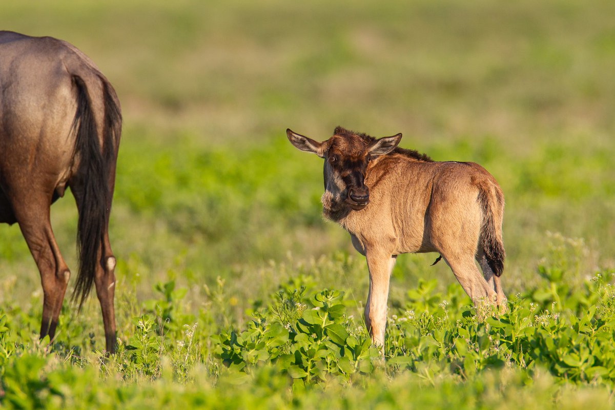 Isak Pretorius tweet media