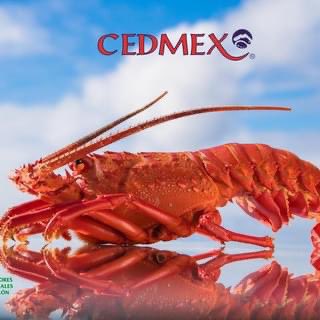 celina_dg's tweet photo. A partir de las 00:00 horas del 16 de septiembre y hasta las 24:00 horas del 15 de febrero del próximo año se abre la temporada de captura comercial de langosta roja de Baja California,según la norma oficial mexicana NOM-009-PESC-1993. Les deseo una bendecida y abundante pesca🦞 https://t.co/QRrdIBbAk3