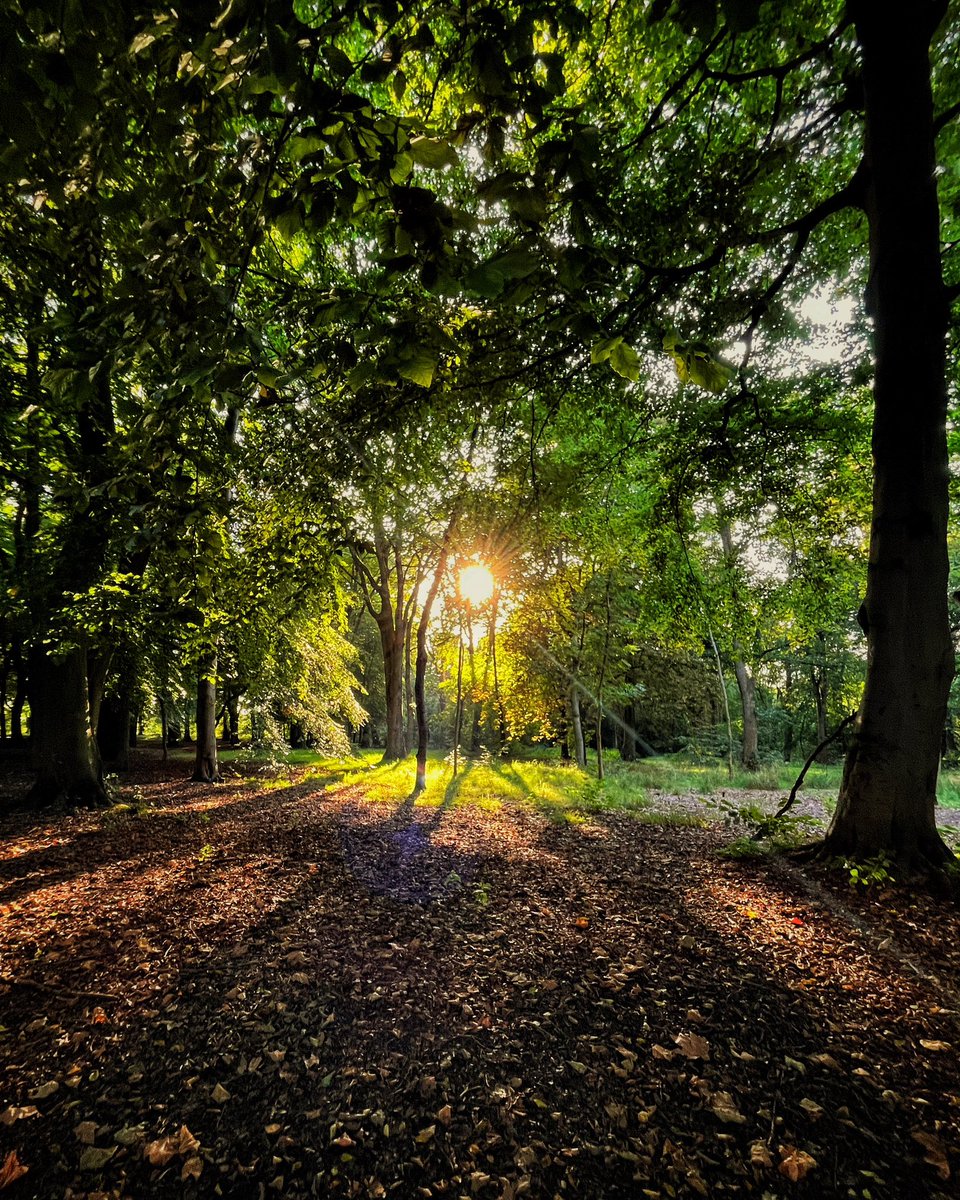jazaminsinclair's tweet photo. Breakthrough
#light #bright #green #yellow #orange #sun #sunset #forest #trees #colour #branches #summer #summersun #endofsummer #rays #sunrays #sunshine #leaves #finaldaysofsummer #daze #seftonpark #liverpool #afternoon #photo #photography #breakthrough #breakingthrough https://t.co/w5xXwDW34y