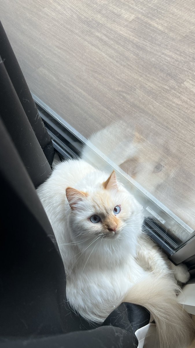 aria_diary_0815's tweet photo. カーテンの裏に隠れてた

#猫好きさんと繋がりたい #猫のいる暮らし #猫のいる幸せ #猫 https://t.co/ATyBBJLS1s
