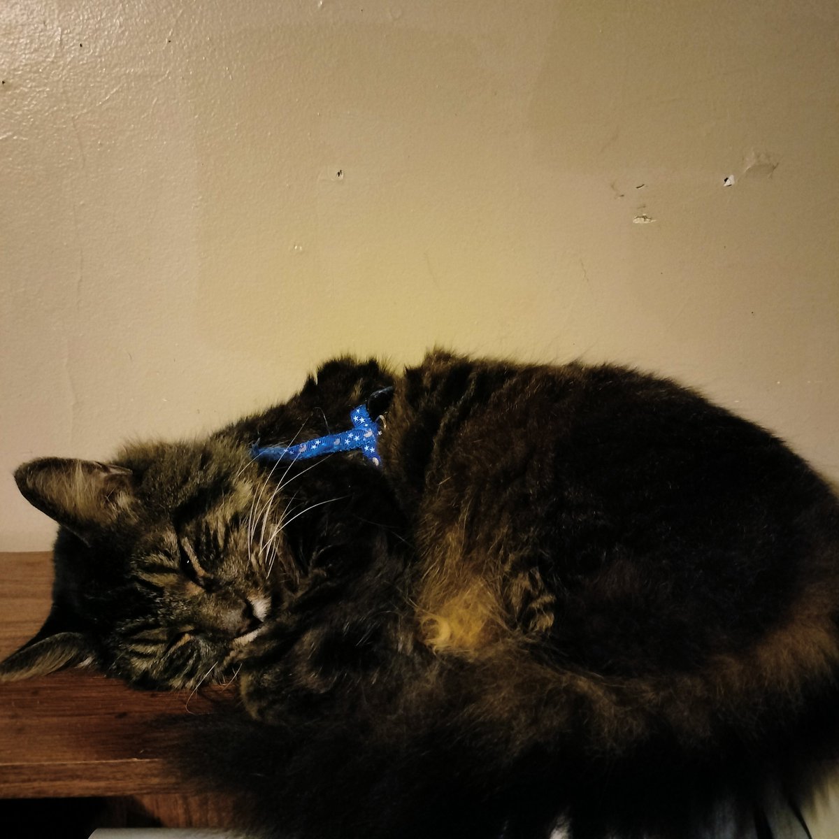 AustieMelon's tweet photo. @kielest Post the last four images in ur camera roll and caption it

Cat on shelf https://t.co/HEI2G1tHao