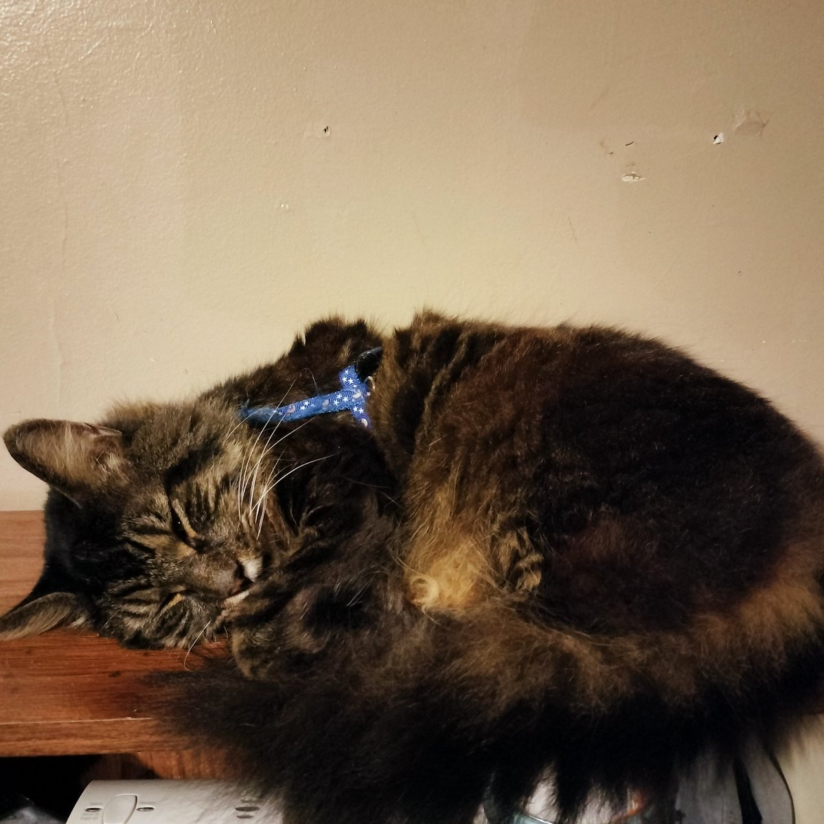 AustieMelon's tweet photo. @kielest Post the last four images in ur camera roll and caption it

Cat on shelf https://t.co/HEI2G1tHao