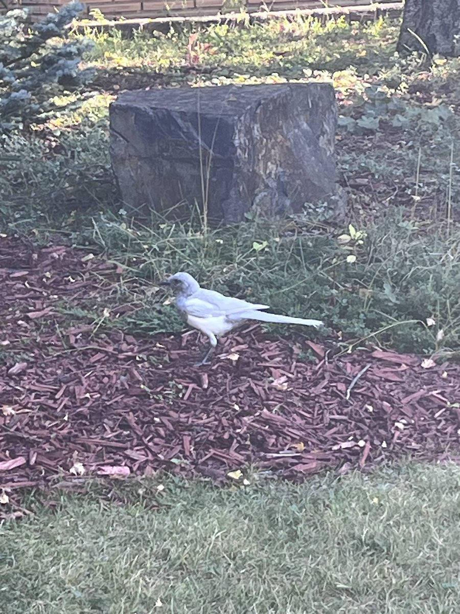 HappySAHD tweet media