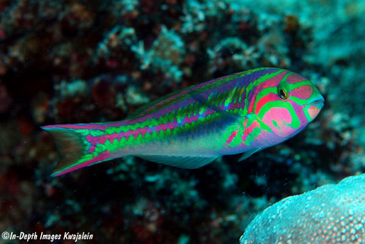 HanaumaOutreach's tweet photo. CRITTER OF THE WEEK (9.16.23):
The #FiveStripeWrasseʻs head has bright magenta with covered green lines & stripes & the body is green with ladderlike magenta marks.
#CritteroftheWeek #HawaiiSeaGrant #HBEP #MLCD #marineconservation #wrasses https://t.co/blB8f4CW9V