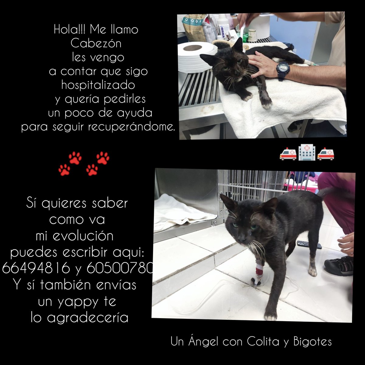 VeroM_10's tweet photo. Help... Michi en Apuros... https://t.co/lD9vFu4CXP