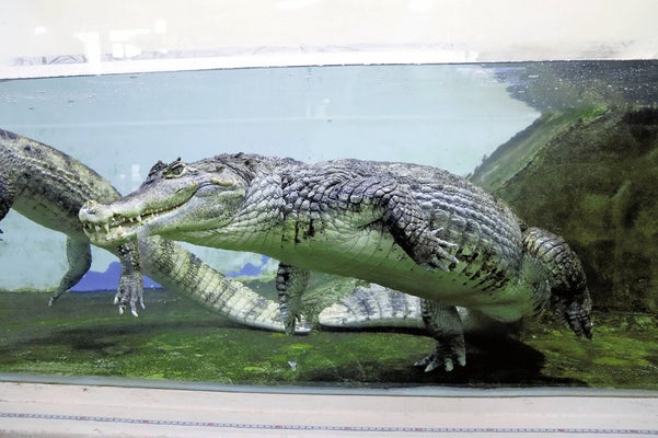 地球を食べるワニ Roasted giant crocodile - YouTube