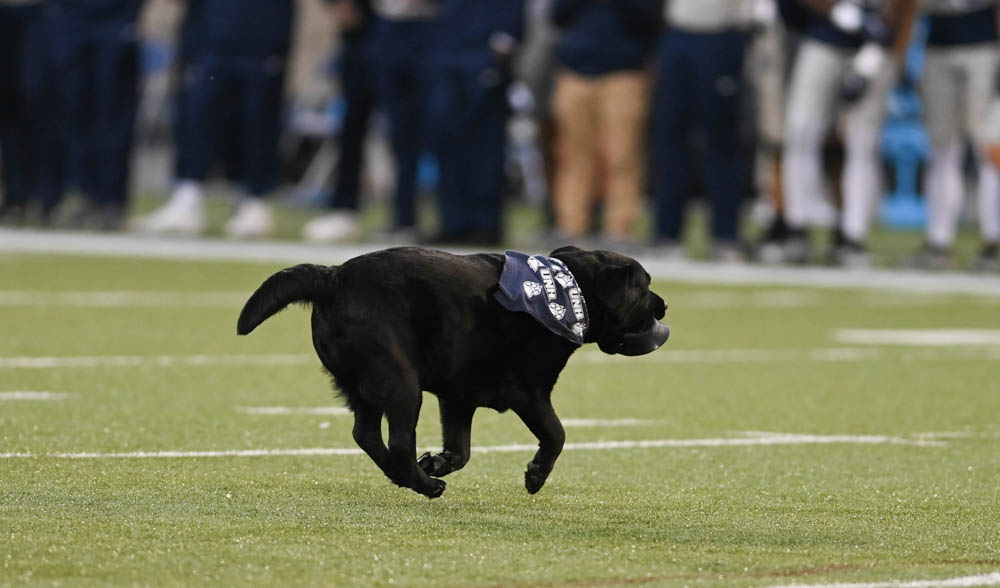 UNH_Football's tweet photo. Jem the Dungeon Dog is back!

Game Day Central ➡️ https://t.co/xp4BFYBMhP 

#CAT2UNT4MED https://t.co/nLepuBVRp5