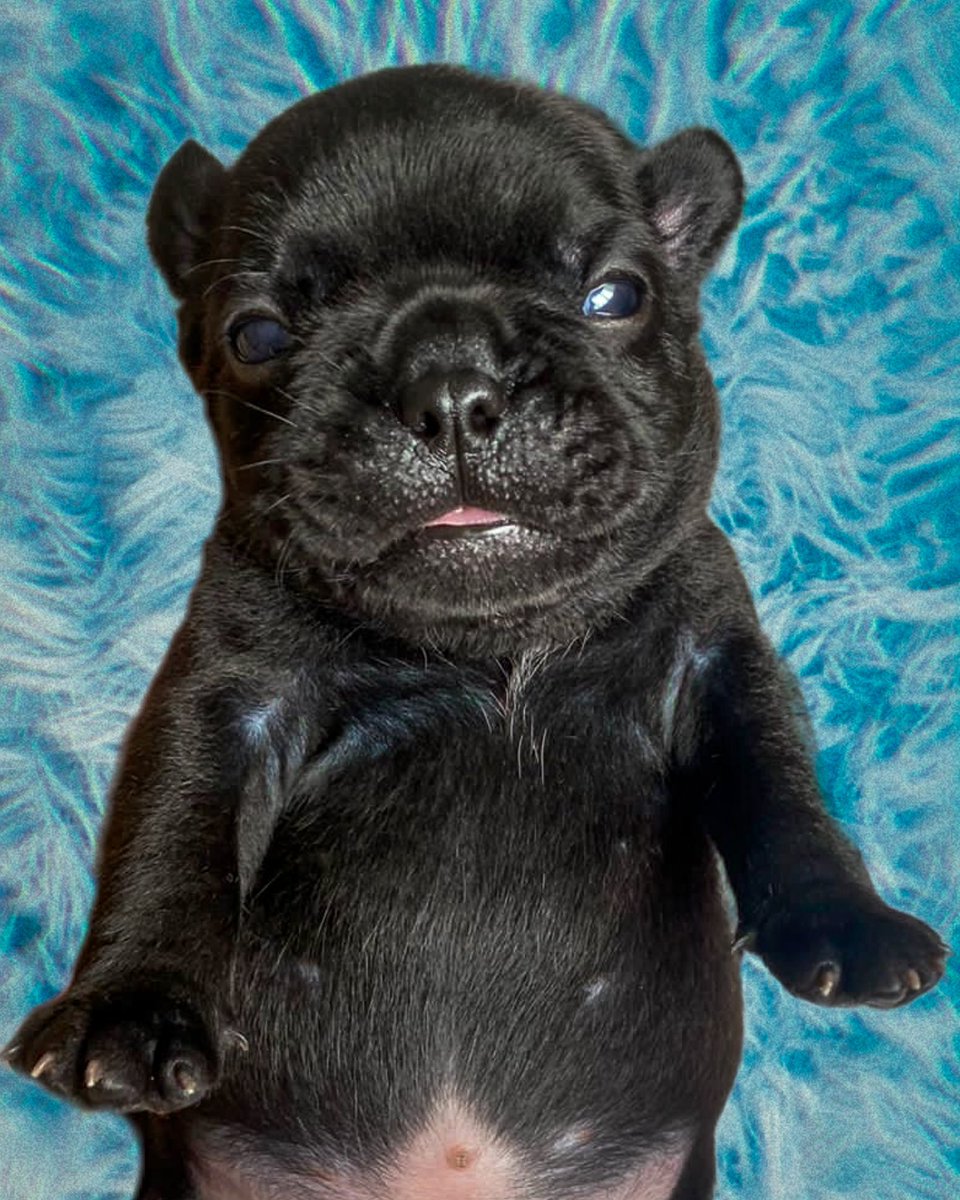 jmcastro06's tweet photo. #MiHijo se llama #Bacon 
Bienvenido a mi mundo https://t.co/OQ5Zrw4Xe6