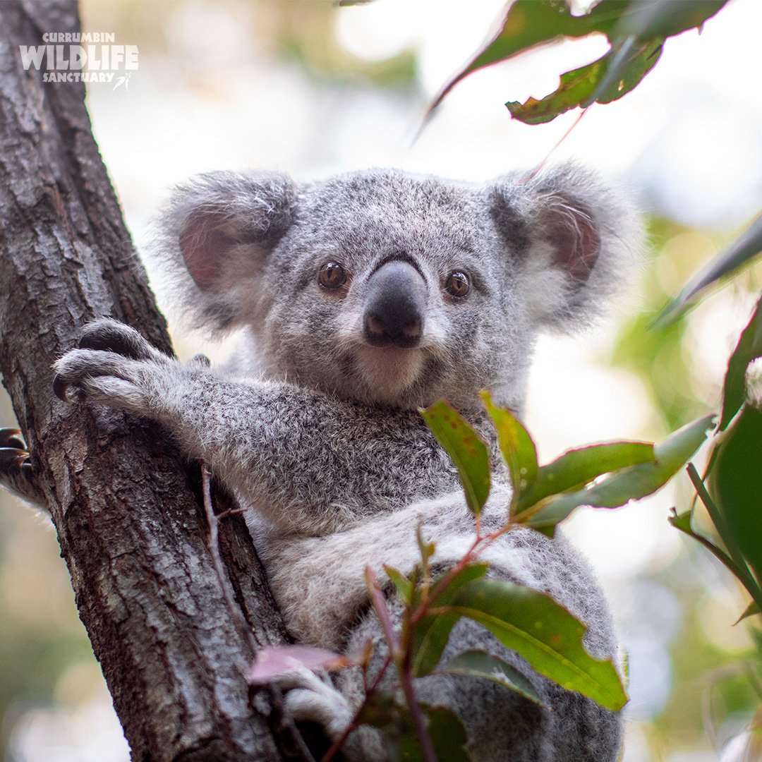 September is Save the Koala Month! 🐨 Sadly, Koalas are endangered in Queensland, New South Wales and the Australian Capital Territory. Their numbers in the wild are in serious decline due to habitat loss, vehicle strikes, bushfires, dog attacks and disease.