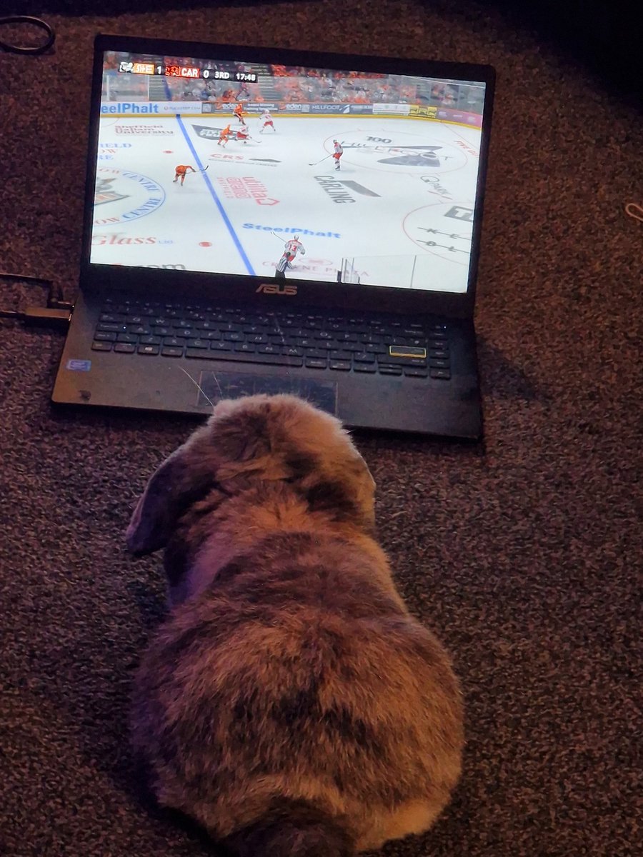 We all watch hockey in this house 🐰😂 <a href="/steelershockey/">TriggerHub Sheffield Steelers</a> 🏒🧡