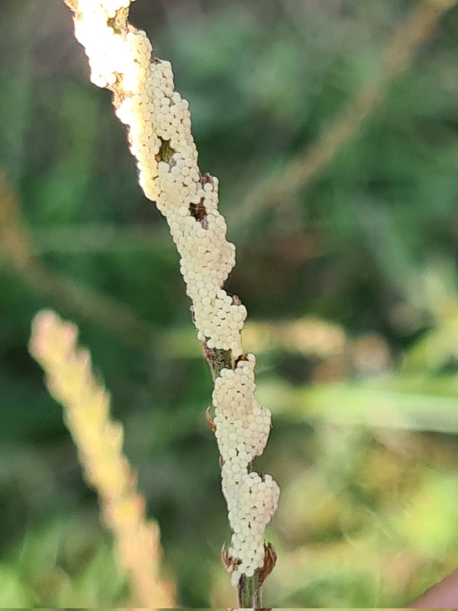 JennieShowers's tweet photo. On a walk today on the  Kentish North Downs, we noticed these eggs and hatching caterpillars on a vervain seed head/stalk - they were tiny - photo on my Mum's finger for scale! I'd love to know what they'll turn into!! @sophiecooper193 do you know? Or know who to ask?? https://t.co/xRtEY8xXWm